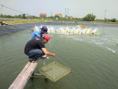 An toàn trong quản lý ao nuôi tôm