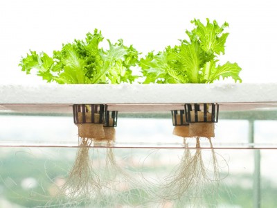 FLOCponics: Sự tích hợp của công nghệ Biofloc và trồng cây thủy canh