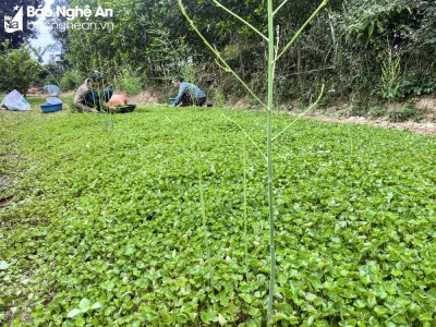 Đem cây rừng về vườn trồng, nông dân ở một huyện Nghệ An nhà nào hái bán cũng rủng rỉnh tiền tiêu