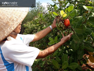 Bình Phước: Nông dân thắng to vụ điều, lá rụng xuống không vứt đi, gom lại ủ mục cho cây 