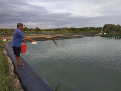 Đánh liều nuôi cá chốt trong ao lót bạt, một nông dân Bình Thuận bắt lên cá nhảy rô rố, hễ bán là hết sạch