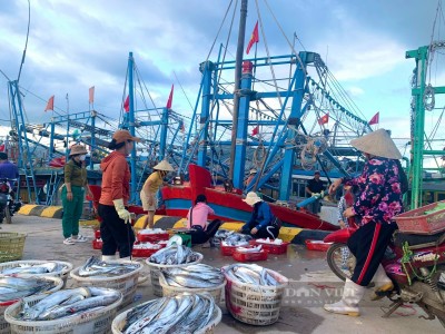 Một xã ở huyện Quảng Trạch (Quảng Bình) 6 tháng, ngư dân đánh bắt được 3.000 tấn cá, thu về 300 tỷ đồng