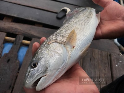 Nuôi loại 