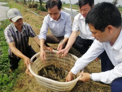 Nuôi cá bống bớp tại Nam Định, bắt lên con nào cũng tươi ngon, bán đắt tiền