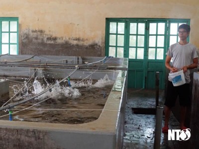 Nuôi cá mú Trân Châu trong bể xi măng ở Ninh Thuận, bán giá cao vẫn có người mua ăn