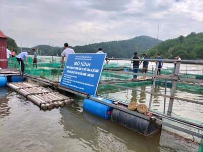 Nuôi cá nheo Mỹ trên sông, hồ chứa nước ngọt ở Lạng Sơn, cứ 1 lồng bắt lên hơn 1,4 tấn