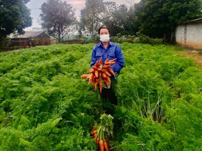 Phú Thọ: Cho 