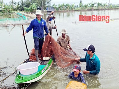 Nước rút mạnh ở Hậu Giang, nông dân bắt hàng tấn cá ruộng thu thêm khoản tiền lời