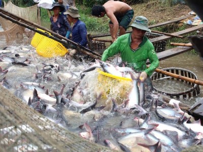 Loại cá này của Việt Nam đã 