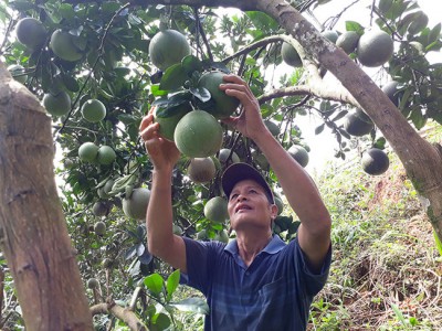 Nông dân giỏi trồng bưởi tiết lộ 