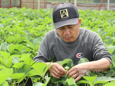 Nghề tay trái 