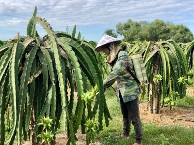 Bình Thuận: Giá thanh long tăng nhanh, nông dân rầu rĩ vì chả còn quả nào bán