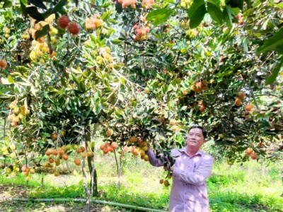 Chả kém gì sầu riêng, thứ trái cây nguồn gốc Indonesia này trồng ở Vĩnh Long bất ngờ tăng giá gấp đôi