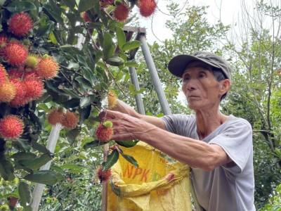 Trồng loại quả ngon, treo từng chùm, nông dân một nơi ở Quảng Ngãi hễ bẻ đến đâu bán hết đến đó