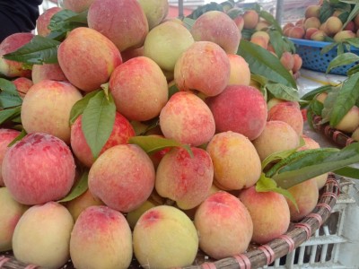 Nắng nóng đến, loại quả ngon này ở Bắc Hà vào mùa, giá bán cao nhất là 60.000 đồng/kg