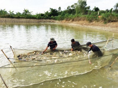Giá cá giảm mạnh do khó tiêu thụ
