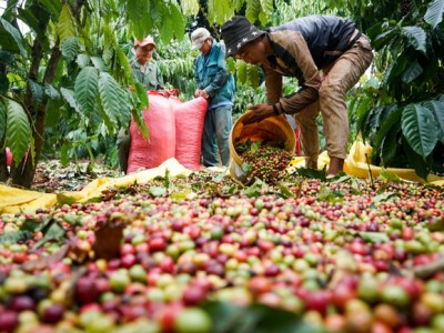 Giá cà phê bứt phá, lượng giao dịch cao 