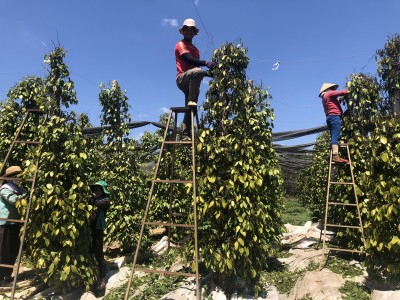 Chỉ một động thái của Trung Quốc, giá một loại hạt của Việt Nam bất ngờ tăng vọt