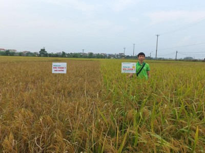 Hiệu quả giống lúa Bắc Thơm 7, TBR225 có gen kháng bạc lá