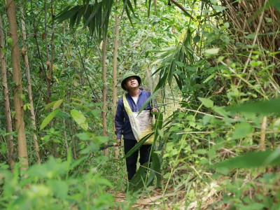Thứ cây ví như 