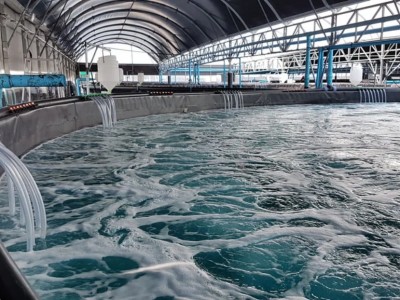 Từ RAS đến AI: Mở lối đi mới cho thủy sản