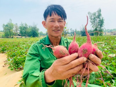 Trồng thứ củ xưa nhà nghèo phải ăn, nay nhà giàu mua nhiều, nông dân Quảng Bình 