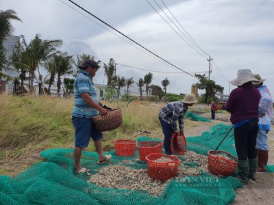 Thời tiết bất lợi, nông dân trồng kiệu Tết ở Khánh Hòa kém vui