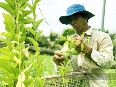 Trồng thứ cây chỉ lấy lá làm ra thức uống mát như kem, vợ chồng anh nông dân nhàn hạ thu tiền