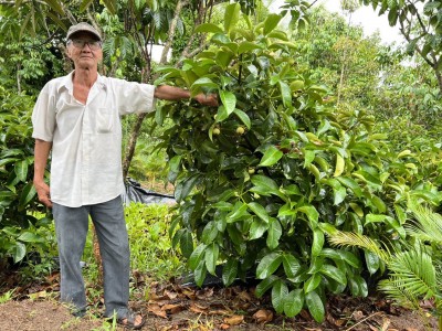 'Cha đẻ' giống sầu riêng sữa cơm vàng hạt lép Chín Hóa lại công bố giống măng cụt hạt lép mới
