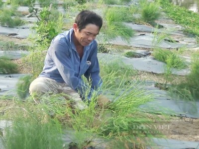 Cho rau 