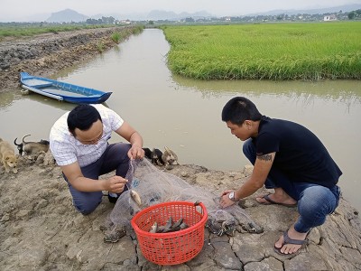 Nông dân Quảng Bình nuôi cá rô đồng trong ruộng lúa hữu cơ, cá tươi roi rói, gạo nấu ra cơm thơm