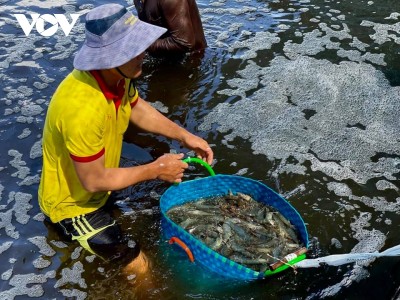Nuôi tôm công nghệ cao ở Bến Tre đang được nhân rộng nhờ hiệu quả cao
