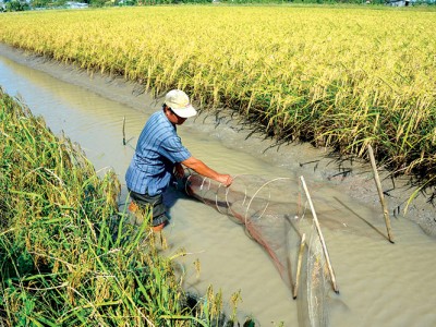 Tôm – lúa ĐBSCL: Vượt khó để thắng lớn