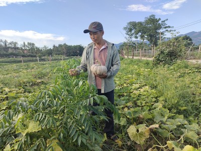 Cho cây dây bò 