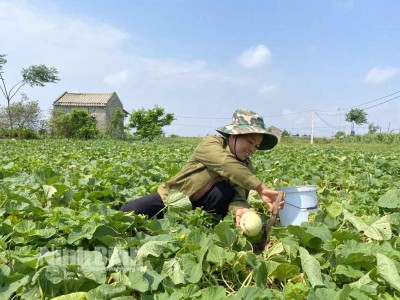 Ninh Bình: Vùng đất mặn nông dân trồng thứ cây bò lung tung trên mặt ruộng ra thứ trái ngọt dễ ăn, dễ bán