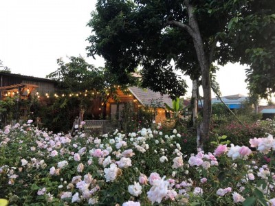 Vườn hoa hồng rực rỡ có ngôi nhà gỗ đẹp như mơ ở Bà Rịa-Vũng Tàu, xem ảnh ai cũng trầm trồ