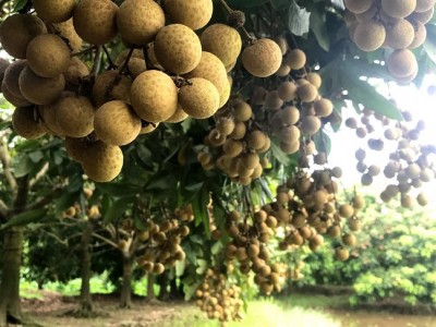 Bí quyết chăm sóc vườn nhãn sai trĩu, có chùm nặng đến 3kg của nông dân Bắc Giang