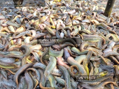 Nuôi loài cá không vảy dày đặc khó tả, một anh nông dân ở Ninh Bình lãi 2 tỷ