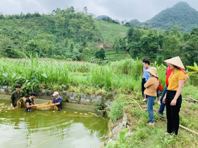 Nuôi cá ao, anh nông dân Lào Cai kéo lưới, bất ngờ thấy con cá lạ to dài có cái mỏm như hỏa tiễn