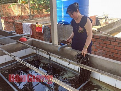 Nuôi con đặc sản này trong bể xi măng, nông dân Hậu Giang cứ nuôi đạt là bán giá cao