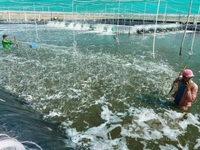 Cà Mau tự tin năm thứ 3 liên tiếp xuất khẩu thủy sản vượt tỷ USD