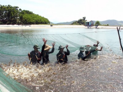 Xử lý môi trường nuôi tôm siêu thâm canh