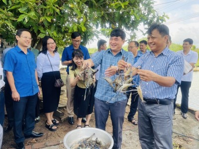 Tôm nuôi ao đất ở một huyện của Gia Lai là giống tôm gì mà bắt lên con to bự, bán đắt hàng?