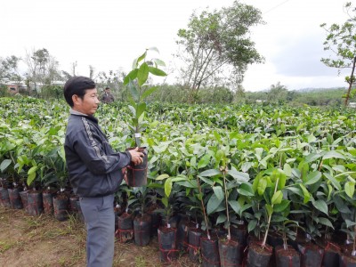 Quảng Nam: Cây “Nữ hoàng” là loài cây gì mà một năm huyện này hái trái ngon bán thu vài chục tỷ đồng?