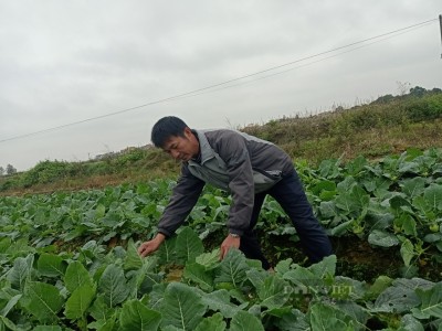Trồng thứ cây xanh mướt mát, càng rét càng ngọt, anh nông dân Hải Dương thu nửa tỷ/năm