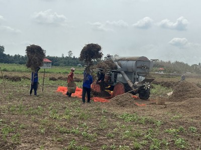 Mô hình trồng rau muống lấy hạt 