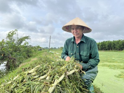 Thứ rau đã bơi giỏi còn đeo phao, ăn tốt cho huyết mạch, nông dân một nơi Tây Ninh hễ hái là bán hết