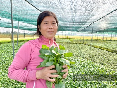 Trồng thứ rau lạ vốn mọc hoang, hái bán quanh năm, chị nông dân Sài Gòn túc tắc xây nhà lầu