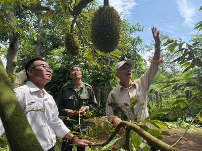 Diện tích sầu riêng tăng đột biến trong 3 năm, biết rủi ro, sao ở Đắk Lắk dân vẫn mạo hiểm trồng thêm?