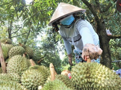 Hồi sinh những vườn sầu riêng sau đợt hạn mặn lịch sử